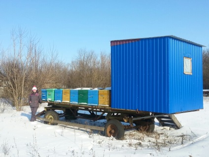 зимівля бджіл