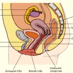 Proba uterului, ginecologie