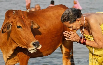 10 Animale sacre din întreaga lume