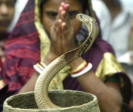 10 Animale sacre din întreaga lume - o lume uimitoare a animalelor