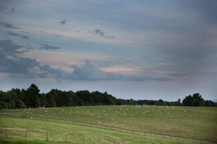 10 Lucruri pe care trebuie să le cunoașteți despre creșterea oilor - ziarul lavkalavka