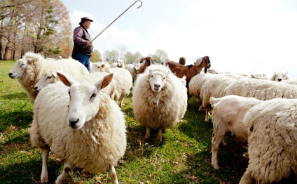 10 Речей, які потрібно знати про вівчарство - lavkalavka газета