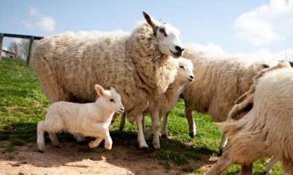 10 Речей, які потрібно знати про вівчарство - lavkalavka газета