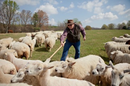 10 Lucruri pe care trebuie să le cunoașteți despre creșterea oilor - ziarul lavkalavka
