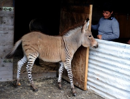 12 hibrizi neobișnuiți de animale care există în realitate, umkra