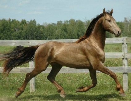 20 Cel mai rar și mai frumos cai din lume