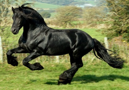 20 Cel mai rar și mai frumos cai din lume