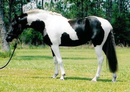 20 Самих рідкісних і красивих коней в світі