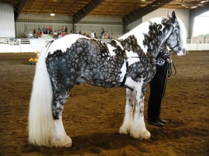 20 Самих рідкісних і красивих коней в світі