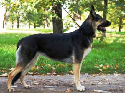 7 rase cunoscute de câini crescuți în Rusia
