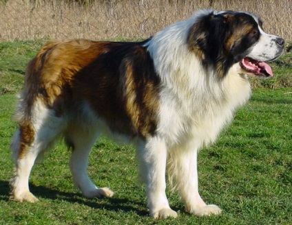 7 Славних порід собак, виведених в росії