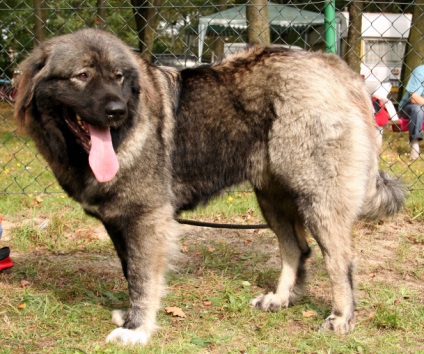 7 Híres kutyafajták, tenyésztett Oroszországban