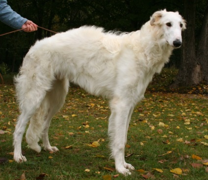 7 Славних порід собак, виведених в росії