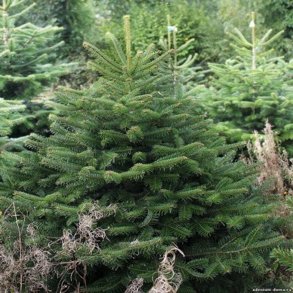 Abies nobilis (procera, brad, pom de Crăciun) - magazin online - adeniu acasă de la semințe la