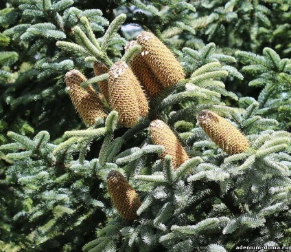 Abies nobilis (procera, brad, pom de Crăciun) - magazin online - adeniu acasă de la semințe la