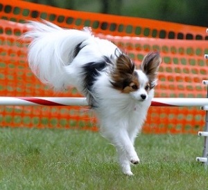 Agilitatea este cel mai joc de sport - sportul cu un câine