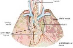 Sistemul endocrin Apho la copii de vârstă precoce (preșcolară) (foto și video)