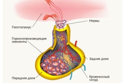 АФО ендокринної системи у дітей раннього (дошкільного) віку (фото і відео)