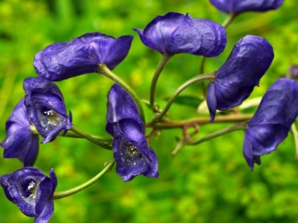 Aconite plantare, îngrijire, aplicare