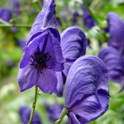 Aconite plantare, îngrijire, aplicare