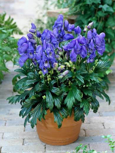 Aconite plantare, îngrijire, aplicare