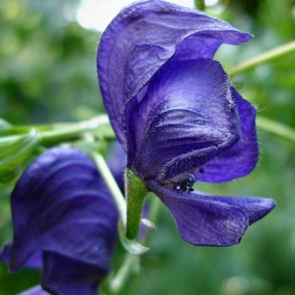 Aconite plantare, îngrijire, aplicare