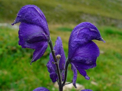 Aconite plantare, îngrijire, aplicare