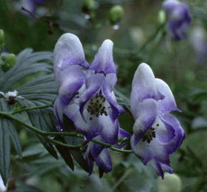 Aconite plantare, îngrijire, aplicare