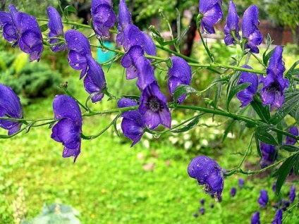 Aconite plantare, îngrijire, aplicare