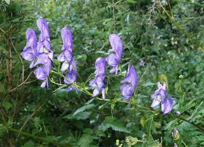 Aconite plantare, îngrijire, aplicare