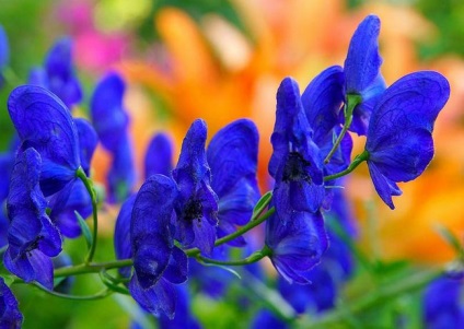 Aconite plantare, îngrijire, aplicare