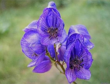 Aconite plantare, îngrijire, aplicare