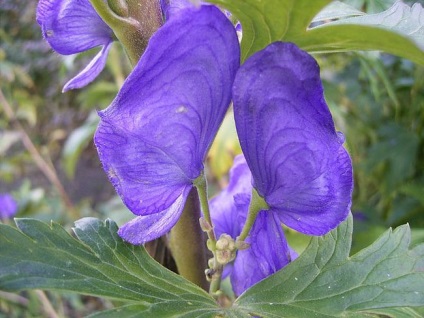 Aconite plantare, îngrijire, aplicare