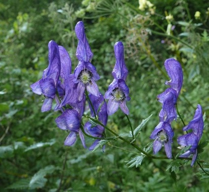 Aconite plantare, îngrijire, aplicare