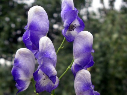 Aconite plantare, îngrijire, aplicare