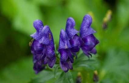 Aconite plantare, îngrijire, aplicare