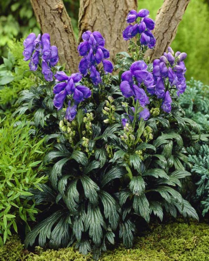 Aconite plantare, îngrijire, aplicare