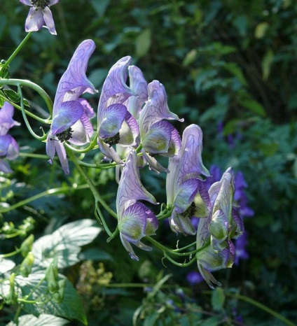 Aconite plantare, îngrijire, aplicare