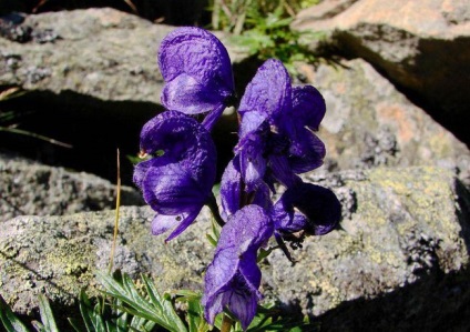 Aconite plantare, îngrijire, aplicare