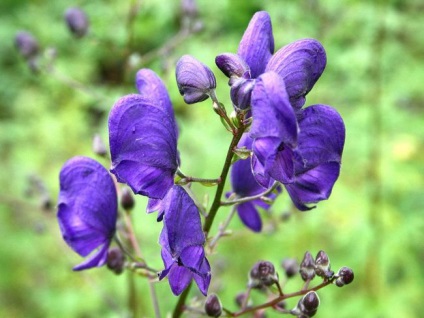 Aconite plantare, îngrijire, aplicare