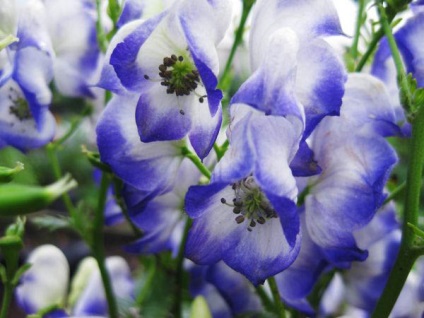 Aconite plantare, îngrijire, aplicare