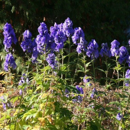 Aconite plantare, îngrijire, aplicare