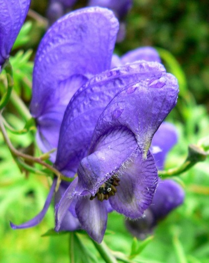 Aconite plantare, îngrijire, aplicare