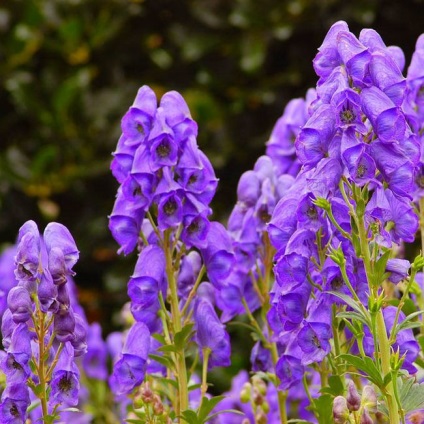 Aconite plantare, îngrijire, aplicare