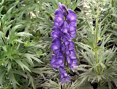 Aconite plantare, îngrijire, aplicare