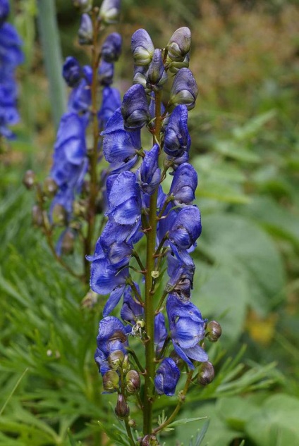 Aconite plantare, îngrijire, aplicare