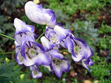 Aconite plantare, îngrijire, aplicare