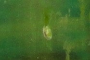 Akroljusy - melci mici plate pe pereții acvariului - pești mari de acvariu și nu numai