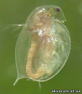 Pesti de acvariu si plante - daphnia