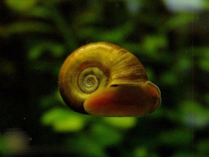 Melci melc acvariu (planorbis) fotografie, descriere, conținut, îngrijire și reproducere